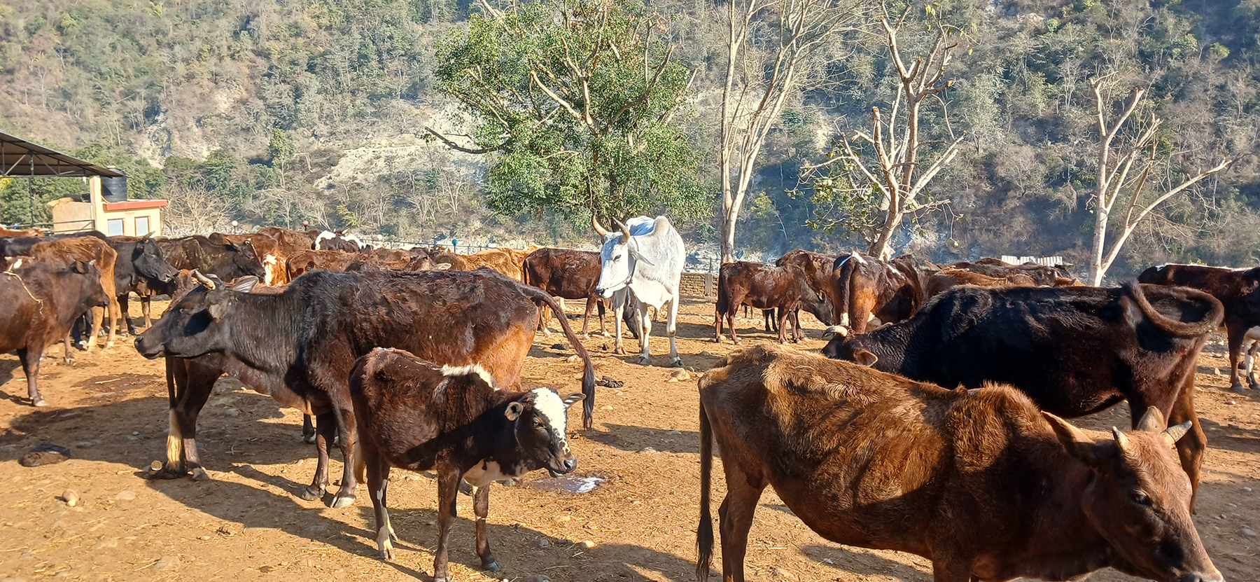 गाई संरक्षण